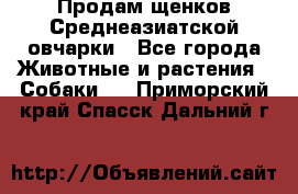 Продам щенков Среднеазиатской овчарки - Все города Животные и растения » Собаки   . Приморский край,Спасск-Дальний г.